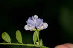 Louisiana vetch